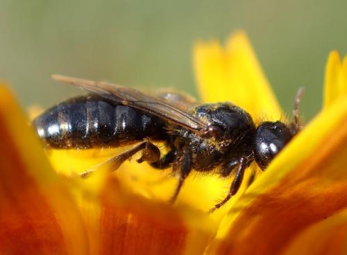 Réf. 238 197 : Panurgus calcaratus